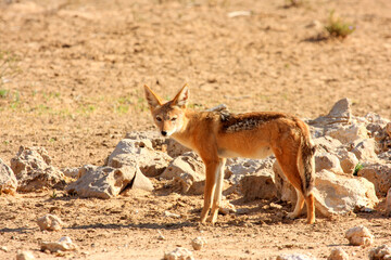 jakal Kgalagadi Transfrontier Park one of the great parks of South Africa wildlife and hospitality in the Kalahari desert