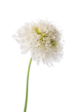 Scabious flower isolated on white background. Knautia arvensis. White flower of scabiosa.