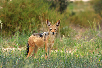 jakal Kgalagadi Transfrontier Park one of the great parks of South Africa wildlife and hospitality in the Kalahari desert