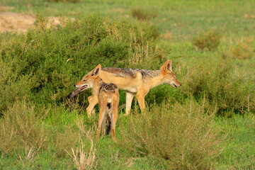 jakal kgalagadi Transfrontier Park one of the great parks of South Africa wildlife and hospitality in the Kalahari desert