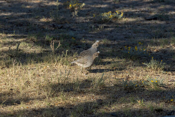 Scaled quails