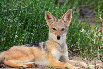 jakal kgalagadi Transfrontier Park one of the great parks of South Africa wildlife and hospitality in the Kalahari desert