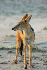 jakal kgalagadi Transfrontier Park one of the great parks of South Africa wildlife and hospitality in the Kalahari desert