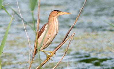 great blue heron ardea cinerea