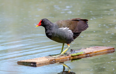 red winged blackbird