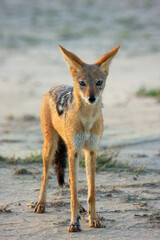 jakal kgalagadi Transfrontier Park one of the great parks of South Africa wildlife and hospitality in the Kalahari desert
