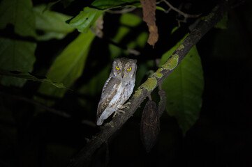 mottled wood owl perched on a tree