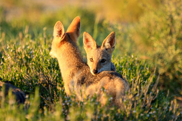 jakal Kgalagadi Transfrontier Park one of the great parks of South Africa wildlife and hospitality in the Kalahari desert