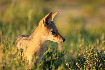 jakal kgalagadi Transfrontier Park one of the great parks of South Africa wildlife and hospitality in the Kalahari desert