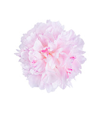 Fototapeta premium Light pink peony flower.