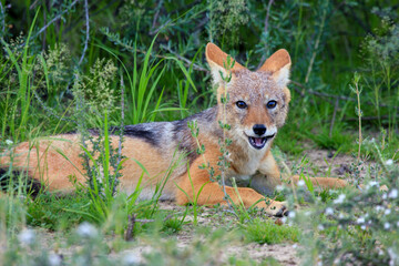 jakal kgalagadi Transfrontier Park one of the great parks of South Africa wildlife and hospitality in the Kalahari desert
