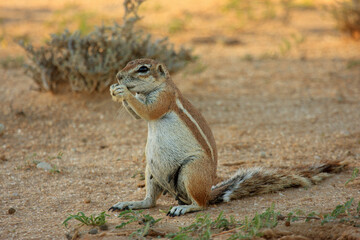 prairie squirrel  Transfrontier Park one of the great parks of South Africa wildlife and hospitality in the Kalahari desert