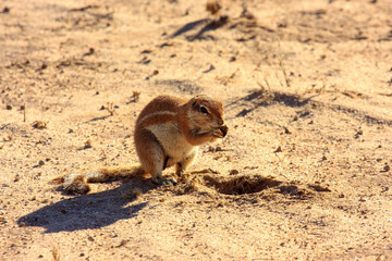 squirrel Kgalagadi Transfrontier Park one of the great parks of South Africa wildlife and hospitality in the Kalahari desert