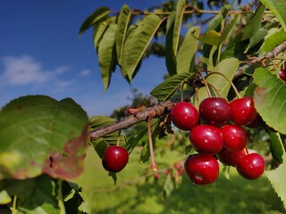 leckere reife rote Kirschen am Kirschbaum mit leicht im Wind wiegenden Blättern - Früchte, gesund, vitaminreich, Kirschernte, lecker, saftig, windig, Sommer, Garten, Nahaufnahme
