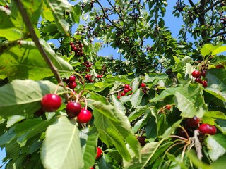 leckere reife rote Kirschen am Kirschbaum mit leicht im Wind wiegenden Blättern - Früchte,...