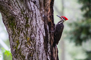 Pileated Woodpecker on Tree