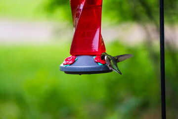Ruby Throated Hummingbird Feeding