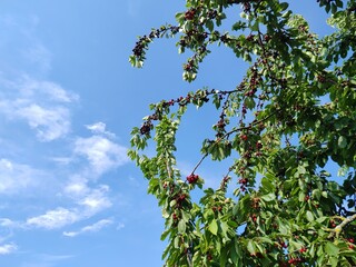 leckere reife rote Kirschen am Kirschbaum mit leicht im Wind wiegenden Blättern - Früchte, gesund, vitaminreich, Kirschernte, lecker, saftig, windig, Sommer, Garten, Nahaufnahme

