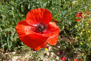 close-up of poppy flower with beautiful red petals open in wild field