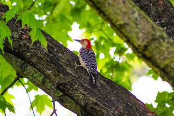 Red Bellied Woodpecker