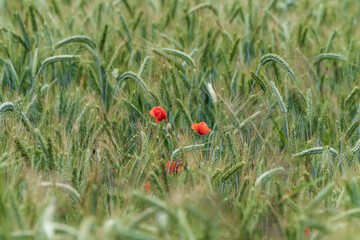 poppies in the field