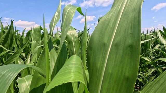 Deep within rows of healthy Green Corn Crops within an Agricultural Field. Plants are lush and green waving in the wind, set against a cloudy blue sky. Slow motion views.