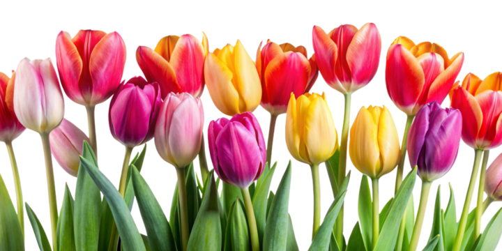 bouquet of red, pink and yellow tulips