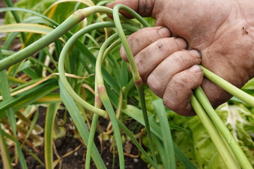 man holding garlic flower stalks for consumption, harvesting garlic flower for cooking