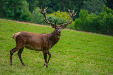Deer with antlers in a meadow