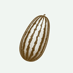  Hand drawn illustration of an old engraving style vector illustration of a melon isolated on white