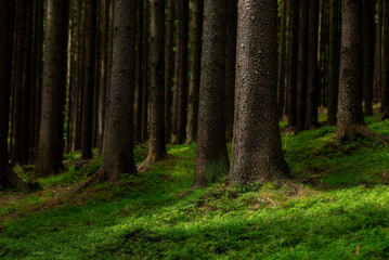 Obraz premium Spruce forest