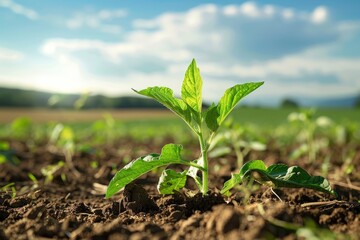 Close-up of a sprouting plant in an agricultural field, highlighting new growth and the potential for a successful harvest.