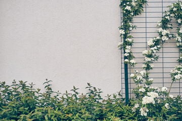 White terry flowers are curling on the wall of the house. With space to copy. The rose is a curly banksia. A shrub, it has no thorns. A template for your design. High quality photo