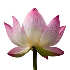 Naklejka premium A large lotus bud blooming, white background.