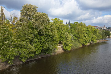 Blooming horse chestnut trees at the river Vltava in Prague,Czech republic,Europe
