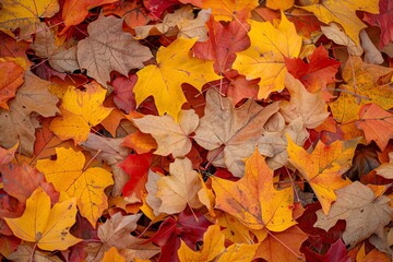 Fototapeta premium A vibrant autumnal background of colorful fallen leaves in shades of red, orange, and yellow.
