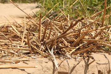 Shells on the beach after a storm. The sandy seashore is strewn with seafood after a storm.