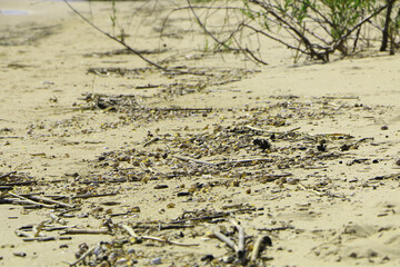 Shells on the beach after a storm. The sandy seashore is strewn with seafood after a storm.