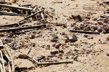 Shells on the beach after a storm. The sandy seashore is strewn with seafood after a storm.