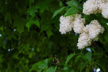 White Lilac Bush