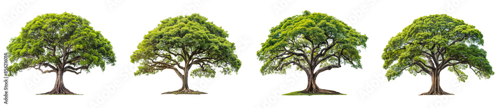 Aufkleber big trees with branches and leaves isolated on transparent or white background, 3d rendering