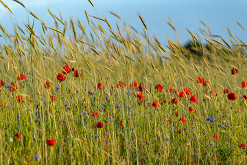 Field of wheat with red poppies and blue cornflowers, swaying in breeze under clear sky. Beauty of...
