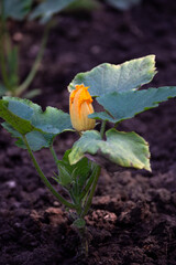 The yellow zucchini bud is about to open. Close up. Plants in the garden.