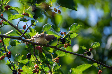 A sparrow sits on a mulberry branch and pecks berries. Bierds in the park.