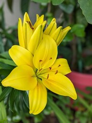 Obraz premium yellow lily flower