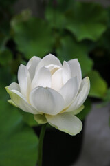 京都寺町革堂の境内に咲く蓮の花