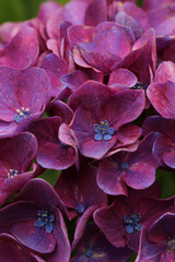 京都寺町革堂境内の紫陽花の花