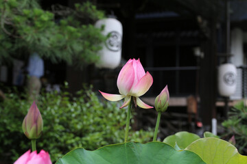 京都寺町革堂の境内に咲く蓮の花