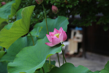 京都寺町革堂の境内に咲く蓮の花