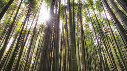 Kyoto Arashiyama bamboo forest at sunset - Japan